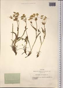 Bupleurum multinerve DC., Siberia, Altai & Sayany Mountains (S2) (Russia)