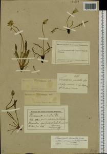 Taraxacum leucanthum (Ledeb.) Ledeb., Siberia, Altai & Sayany Mountains (S2) (Russia)