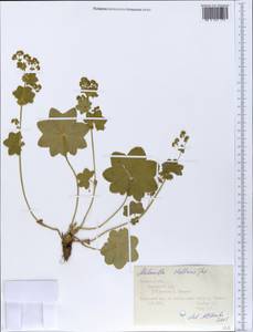 Alchemilla stellaris Juz., Eastern Europe, Central forest region (E5) (Russia)