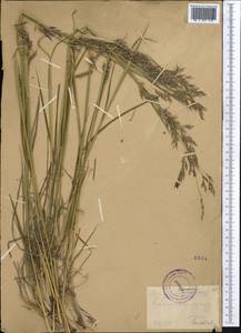 Piptatherum holciforme (M.Bieb.) Roem. & Schult., Middle Asia, Pamir & Pamiro-Alai (M2) (Tajikistan)