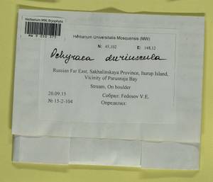 Platyhypnum duriusculum (De Not.) Ochyra, Bryophytes, Bryophytes - Russian Far East (excl. Chukotka & Kamchatka) (B20) (Russia)