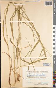 Bromus inermis Leyss., Eastern Europe, North Ukrainian region (E11) (Ukraine)