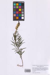 Linaria vulgaris Mill., Eastern Europe, Moscow region (E4a) (Russia)