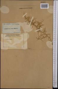 Agriophyllum minus Fisch. & C. A. Mey., Middle Asia, Karakum (M6) (Turkmenistan)