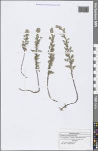 Artemisia pontica L., Eastern Europe, Middle Volga region (E8) (Russia)