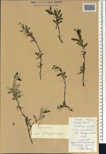 Prunus incana (Pall.) Steven, Caucasus, Dagestan (K2) (Russia)