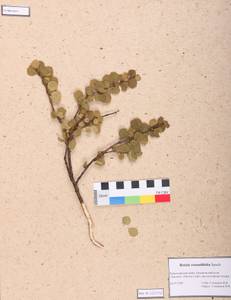 Betula glandulosa Michx., Siberia, Altai & Sayany Mountains (S2) (Russia)