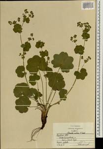 Alchemilla ventiana V. N. Tikhom., Eastern Europe, Middle Volga region (E8) (Russia)