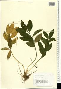 Ruscus hypoglossum L., Crimea (KRYM) (Russia)