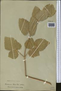Mediasia macrophylla (Regel & Schmalh.) Pimenov, Middle Asia, Western Tian Shan & Karatau (M3)