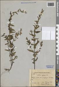 Scutellaria yezoensis Kudô, Siberia, Russian Far East (S6) (Russia)