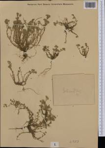 Scleranthus, Western Europe (EUR) (Not classified)