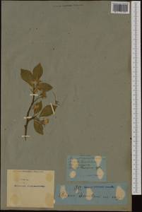 Prunus domestica L., Western Europe (EUR) (Not classified)
