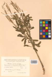 Brassica juncea (L.) Czern., Siberia, Russian Far East (S6) (Russia)