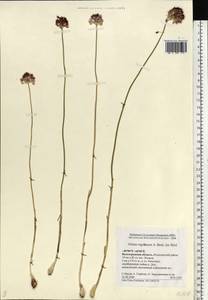 Allium regelianum A.K.Becker, Eastern Europe, Lower Volga region (E9) (Russia)