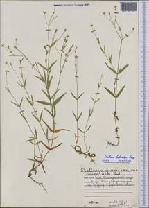 Stellaria hebecalyx Fenzl, Eastern Europe, Northern region (E1) (Russia)