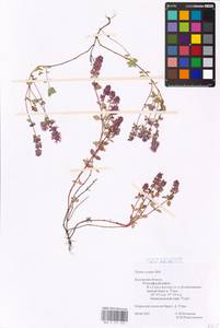 MHA 0 157 453, Thymus pulegioides L., Eastern Europe, Central region (E4) (Russia)