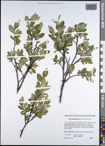Salix dshugdshurica A. Skvortr., Siberia, Russian Far East (S6) (Russia)