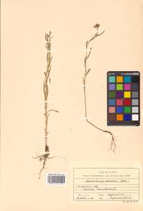 Dontostemon dentatus (Bunge) C. A. Mey. ex Ledeb., Siberia, Russian Far East (S6) (Russia)