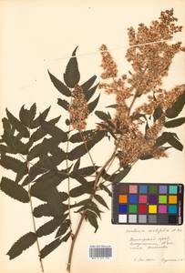 Sorbaria sorbifolia (L.) A. Braun, Siberia, Russian Far East (S6) (Russia)