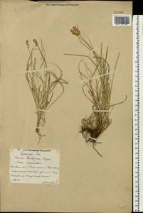 Carex spicata subsp. spicata, Eastern Europe, Central forest region (E5) (Russia)