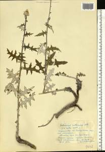 Echinops ritro subsp. ruthenicus (M. Bieb.) Nyman, Eastern Europe, North Ukrainian region (E11) (Ukraine)