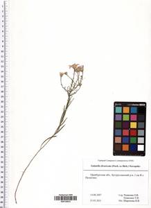 Galatella divaricata (Fisch. ex M. Bieb.) Novopokr., Eastern Europe, Eastern region (E10) (Russia)