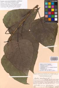 Populus petrovskoe, Eastern Europe, Moscow region (E4a) (Russia)