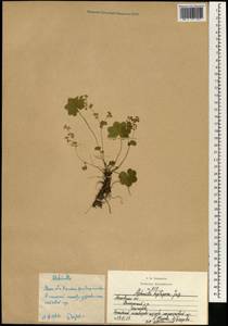 Alchemilla heptagona Juz., Eastern Europe, Moscow region (E4a) (Russia)