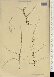 Kickxia aegyptiaca (L.) Nábelek, South Asia, South Asia (Asia outside ex-Soviet states and Mongolia) (ASIA) (Israel)