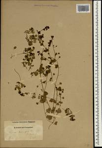 Veronica hederifolia L., South Asia, South Asia (Asia outside ex-Soviet states and Mongolia) (ASIA) (Iran)