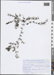 Ceratophyllum demersum L., Eastern Europe, Moscow region (E4a) (Russia)
