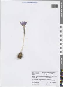 Crocus biflorus subsp. adami (J.Gay) K.Richt., Crimea (KRYM) (Russia)