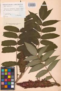 Rhus typhina L., Eastern Europe, South Ukrainian region (E12) (Ukraine)