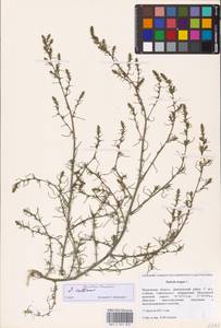 Salsola collina Pall., Eastern Europe, Moscow region (E4a) (Russia)