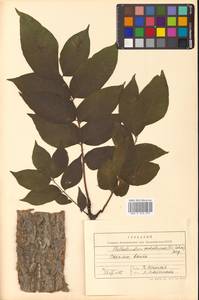 Phellodendron amurense var. sachalinense F.Schmidt, Siberia, Russian Far East (S6) (Russia)