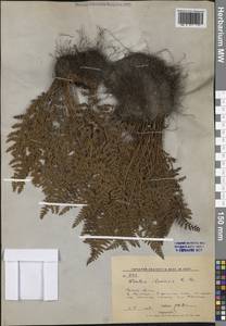 Woodsia ilvensis (L.) R.Br., Siberia, Russian Far East (S6) (Russia)