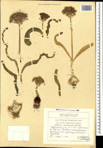 Allium materculae Bordz., Caucasus, Armenia (K5) (Armenia)