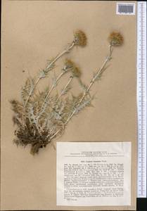 Cousinia franchetii C. Winkl., Middle Asia, Pamir & Pamiro-Alai (M2) (Tajikistan)