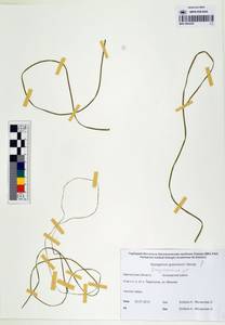 MAG 0003258, Sparganium gramineum Georgi, Siberia, Chukotka & Kamchatka (S7) (Russia)