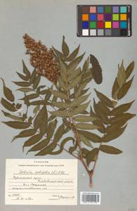 Sorbaria sorbifolia (L.) A. Braun, Siberia, Russian Far East (S6) (Russia)