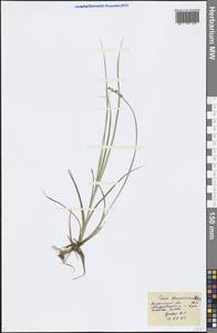 Carex brunnescens (Pers.) Poir., Eastern Europe, Central forest region (E5) (Russia)