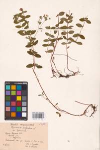 Hypericum perforatum L., Eastern Europe, Northern region (E1) (Russia)