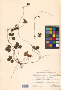 Potentilla indica (Andr.) Wolf, Eastern Europe, Moscow region (E4a) (Russia)