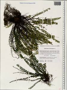 Asplenium trichomanes, Caucasus, Krasnodar Krai & Adygea (K1a) (Russia)