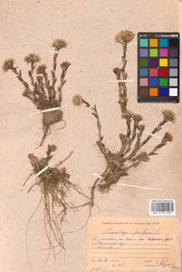 Tussilago farfara L., Eastern Europe, Moscow region (E4a) (Russia)