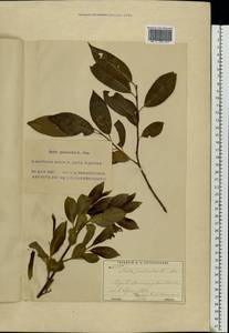 Salix pentandra L., Eastern Europe, Moscow region (E4a) (Russia)