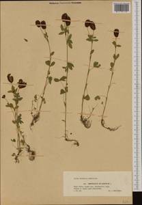 Trifolium spadiceum L., Western Europe (EUR) (Poland)
