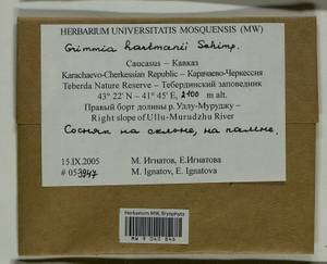 Grimmia hartmanii Schimp., Bryophytes, Bryophytes - North Caucasus & Ciscaucasia (B12) (Russia)