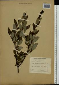 Salix myrsinifolia × phylicifolia, Eastern Europe, Moscow region (E4a) (Russia)